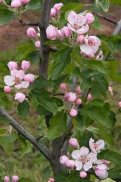 American Sweet Crabapple Tree (Malus Coronaria) - 1 Gallon Pot 12 American Sweet Crabapple Tree (Malus Coronaria) - 1 Gallon Pot -Wilson Bros Gardens malus coronaria american sweet crabapple 2 1
