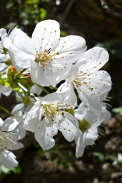 American Sweet Crabapple Tree (Malus Coronaria) - 1 Gallon Pot 13 American Sweet Crabapple Tree (Malus Coronaria) - 1 Gallon Pot -Wilson Bros Gardens malus coronaria american sweet crabapple 3 1
