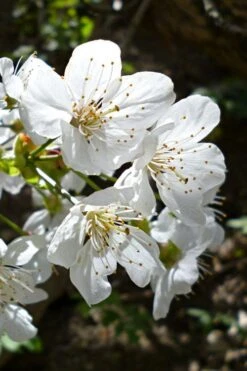 American Sweet Crabapple Tree (Malus Coronaria) - 1 Gallon Pot 13 American Sweet Crabapple Tree (Malus Coronaria) - 1 Gallon Pot -Wilson Bros Gardens malus coronaria american sweet crabapple 3