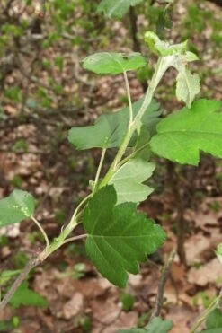 American Sweet Crabapple Tree (Malus Coronaria) - 1 Gallon Pot 15 American Sweet Crabapple Tree (Malus Coronaria) - 1 Gallon Pot -Wilson Bros Gardens malus coronaria american sweet crabapple 5