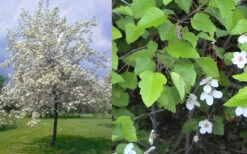 American Sweet Crabapple Tree (Malus Coronaria) - 1 Gallon Pot 14 American Sweet Crabapple Tree (Malus Coronaria) - 1 Gallon Pot -Wilson Bros Gardens malus coronaria american sweet crabapple 6 1