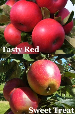 2-in-1 Fruit Snacks Columnar Apple (Malus) - 5 Gallon Pot