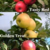 3-in-1 Fruit Snacks Columnar Apple (Malus) - 5 Gallon Pot