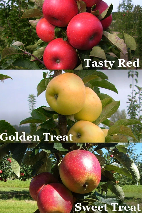 3-in-1 Fruit Snacks Columnar Apple (Malus) - 5 Gallon Pot 1 3-in-1 Fruit Snacks Columnar Apple (Malus) - 5 Gallon Pot