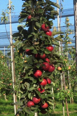 Fruit Snacks All Red Columnar Apple (Malus) - 5 Gallon Pot -Wilson Bros Gardens malus fruit snacks all red columnar apple 4