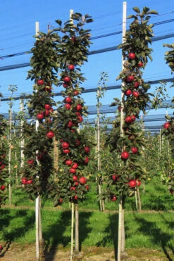 Fruit Snacks All Red Columnar Apple (Malus) - 5 Gallon Pot -Wilson Bros Gardens malus fruit snacks all red columnar apple 6