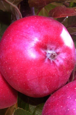 Fruit Snacks All Red Columnar Apple (Malus) - 5 Gallon Pot -Wilson Bros Gardens malus fruit snacks all red columnar apple 7