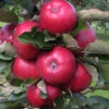 Fruit Snacks All Red Columnar Apple (Malus) - 5 Gallon Pot