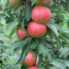 Fruit Snacks Blushing Delight Columnar Apple (Malus) - 5 Gallon Pot