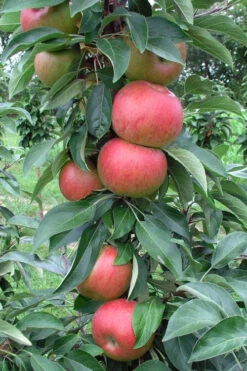 Fruit Snacks Blushing Delight Columnar Apple (Malus) - 5 Gallon Pot
