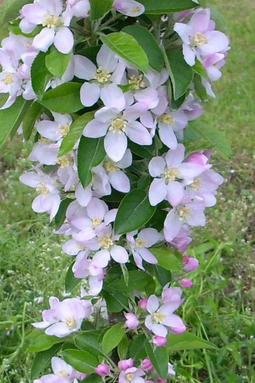 Fruit Snacks Golden Treat Columnar Apple (Malus) - 5 Gallon Pot 3 Fruit Snacks Golden Treat Columnar Apple (Malus) - 5 Gallon Pot - Image 3