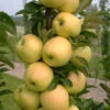 Fruit Snacks Golden Treat Columnar Apple (Malus) - 5 Gallon Pot