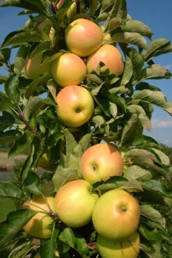 Fruit Snacks Golden Treat Columnar Apple (Malus) - 5 Gallon Pot 7 Fruit Snacks Golden Treat Columnar Apple (Malus) - 5 Gallon Pot -Wilson Bros Gardens malus fruit snacks golden treats columnar apple tree 3