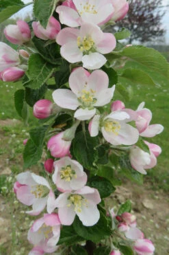 Fruit Snacks Sweet Treat Columnar Apple (Malus) - 5 Gallon Pot 8 Fruit Snacks Sweet Treat Columnar Apple (Malus) - 5 Gallon Pot -Wilson Bros Gardens malus fruit snacks sweet treat columnar apple tree 1