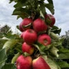 Fruit Snacks Sweet Treat Columnar Apple (Malus) - 5 Gallon Pot