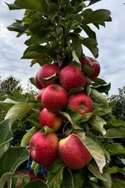 2-in-1 Fruit Snacks Columnar Apple (Malus) - 5 Gallon Pot -Wilson Bros Gardens malus fruit snacks sweet treat columnar apple tree 4 thumbnail 1