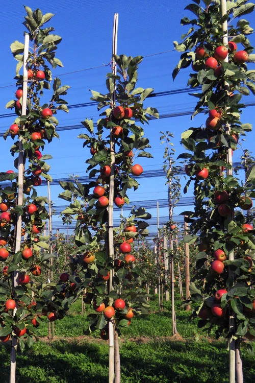 Fruit Snacks Sweet Treat Columnar Apple (Malus) - 5 Gallon Pot 6 Fruit Snacks Sweet Treat Columnar Apple (Malus) - 5 Gallon Pot - Image 6