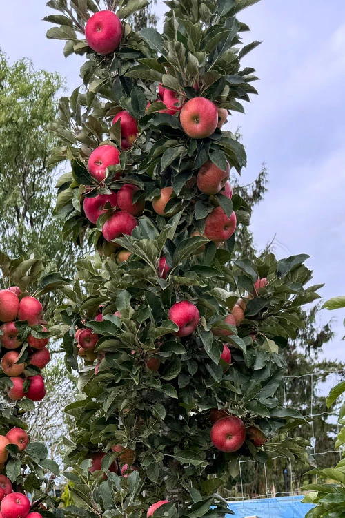 Fruit Snacks Sweet Treat Columnar Apple (Malus) - 5 Gallon Pot 5 Fruit Snacks Sweet Treat Columnar Apple (Malus) - 5 Gallon Pot - Image 5