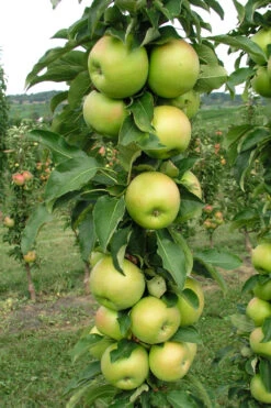 Fruit Snacks Tangy Green Columnar Apple (Malus) - 5 Gallon Pot 9 Fruit Snacks Tangy Green Columnar Apple (Malus) - 5 Gallon Pot -Wilson Bros Gardens malus fruit snacks tangy green columnar apple tree 1