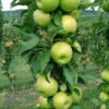 Fruit Snacks Tangy Green Columnar Apple (Malus) - 5 Gallon Pot