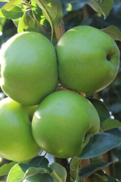 Fruit Snacks Tangy Green Columnar Apple (Malus) - 5 Gallon Pot 7 Fruit Snacks Tangy Green Columnar Apple (Malus) - 5 Gallon Pot -Wilson Bros Gardens malus fruit snacks tangy green columnar apple tree 3