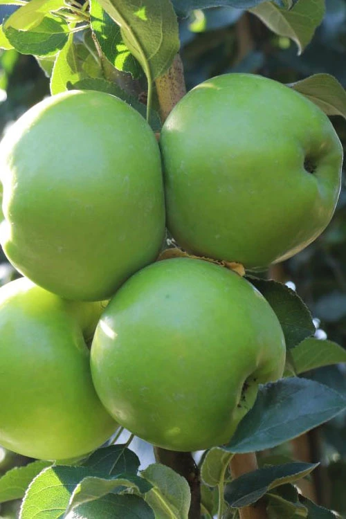 Fruit Snacks Tangy Green Columnar Apple (Malus) - 5 Gallon Pot 3 Fruit Snacks Tangy Green Columnar Apple (Malus) - 5 Gallon Pot - Image 3
