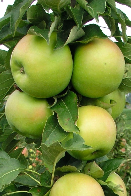 Fruit Snacks Tangy Green Columnar Apple (Malus) - 5 Gallon Pot 4 Fruit Snacks Tangy Green Columnar Apple (Malus) - 5 Gallon Pot - Image 4