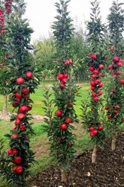 Fruit Snacks Tasty Red Columnar Apple (Malus) - 5 Gallon Pot -Wilson Bros Gardens malus fruit snacks tasty red columnar apple tree 1
