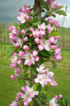 3-in-1 Fruit Snacks Columnar Apple (Malus) - 5 Gallon Pot 13 3-in-1 Fruit Snacks Columnar Apple (Malus) - 5 Gallon Pot -Wilson Bros Gardens malus fruit snacks tasty red columnar apple tree 10