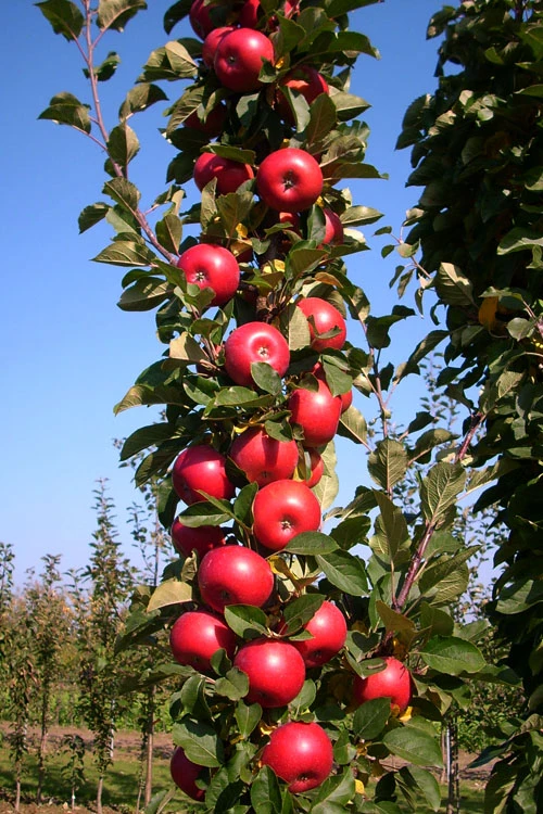 2-in-1 Fruit Snacks Columnar Apple (Malus) - 5 Gallon Pot 6 2-in-1 Fruit Snacks Columnar Apple (Malus) - 5 Gallon Pot - Image 6
