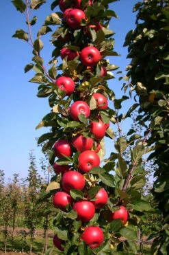 3-in-1 Fruit Snacks Columnar Apple (Malus) - 5 Gallon Pot 14 3-in-1 Fruit Snacks Columnar Apple (Malus) - 5 Gallon Pot -Wilson Bros Gardens malus fruit snacks tasty red columnar apple tree 11