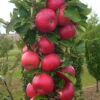 Fruit Snacks Tasty Red Columnar Apple (Malus) - 5 Gallon Pot