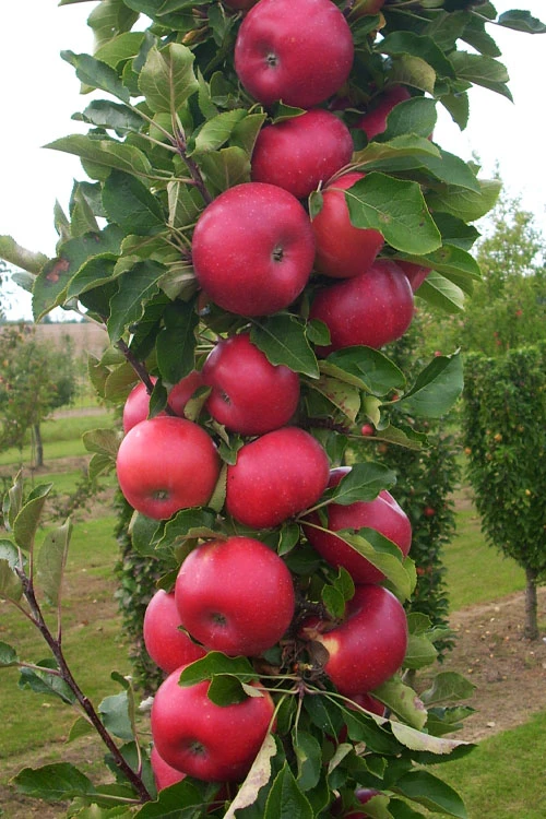 2-in-1 Fruit Snacks Columnar Apple (Malus) - 5 Gallon Pot 7 2-in-1 Fruit Snacks Columnar Apple (Malus) - 5 Gallon Pot - Image 7