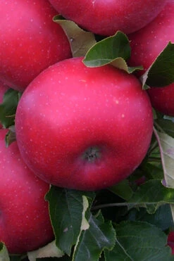 Fruit Snacks Tasty Red Columnar Apple (Malus) - 5 Gallon Pot -Wilson Bros Gardens malus fruit snacks tasty red columnar apple tree 8
