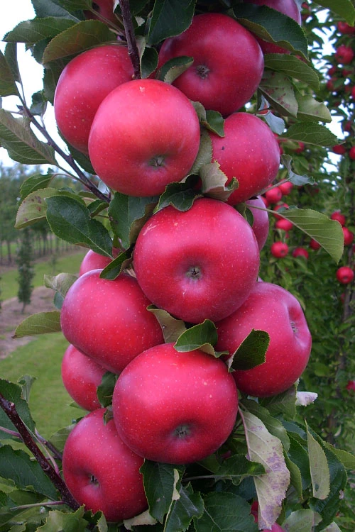 2-in-1 Fruit Snacks Columnar Apple (Malus) - 5 Gallon Pot 3 2-in-1 Fruit Snacks Columnar Apple (Malus) - 5 Gallon Pot - Image 3