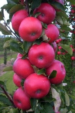 3-in-1 Fruit Snacks Columnar Apple (Malus) - 5 Gallon Pot 10 3-in-1 Fruit Snacks Columnar Apple (Malus) - 5 Gallon Pot -Wilson Bros Gardens malus fruit snacks tasty red columnar apple tree 9
