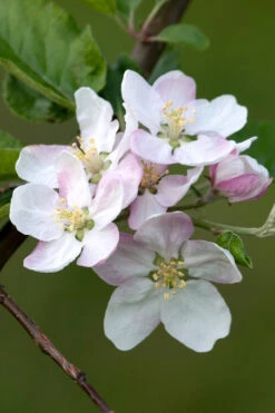 4-in-1 Apple Tree - 7 Gallon Pot 5-6’ -Wilson Bros Gardens malus pumila common apple tree 2