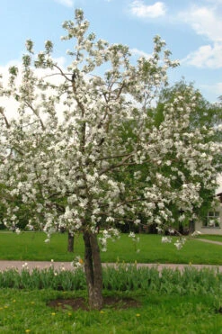 4-in-1 Apple Tree - 7 Gallon Pot 5-6’ -Wilson Bros Gardens malus pumila common apple tree 4