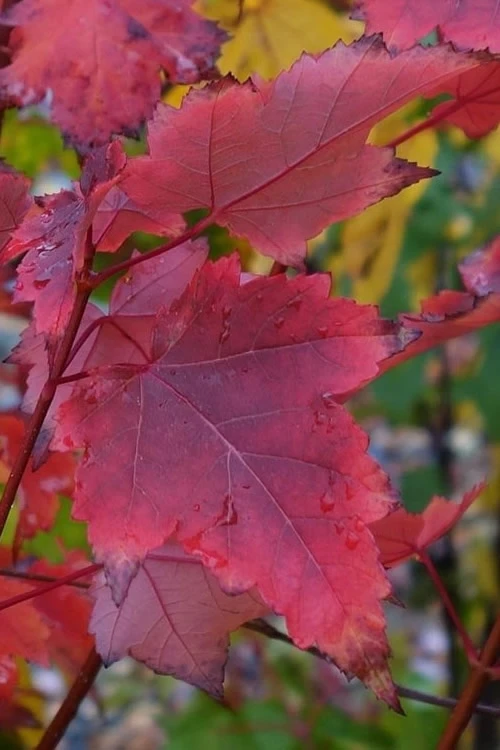 Brandywine Maple Tree - 3 Gallon Pot 4 Brandywine Maple Tree - 3 Gallon Pot - Image 4
