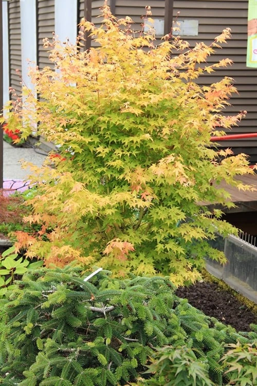 Bihou Yellow Bark Japanese Maple - 3 Gallon Pot 6 Bihou Yellow Bark Japanese Maple - 3 Gallon Pot - Image 6
