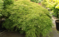 Otto's Dissectum Japanese Maple (Acer Palmatum) - 5 Gallon Pot 11 Otto's Dissectum Japanese Maple (Acer Palmatum) - 5 Gallon Pot -Wilson Bros Gardens maple japanese ottos 2 800x500 1