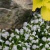 White Flowering Mazus - 6 Pack Of Pint Pots