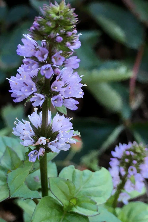 Orange Mint Plant - 4 Pack Of Quart Pots 4 Orange Mint Plant - 4 Pack Of Quart Pots - Image 4