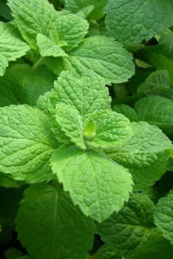Apple Mint Plant - 4 Pack Of Quart Pots -Wilson Bros Gardens mentha suaveolens apple mint 1