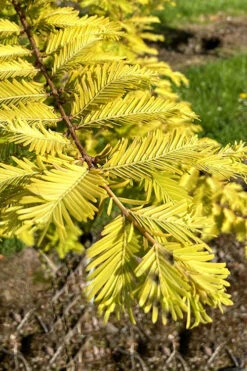 Gold Rush Golden Dawn Redwood Tree - 7 Gallon Pot -Wilson Bros Gardens metasequoia glyptostroboides ogon golden dawn redwood tree 2