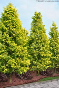 Gold Rush Golden Dawn Redwood Tree - 7 Gallon Pot -Wilson Bros Gardens metasequoia glyptostroboides ogon golden dawn redwood tree 3