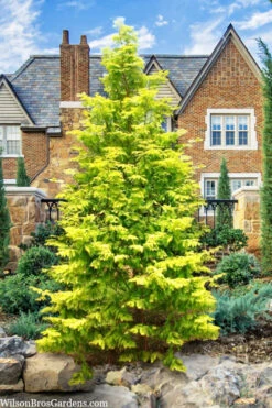 Gold Rush Golden Dawn Redwood Tree - 7 Gallon Pot