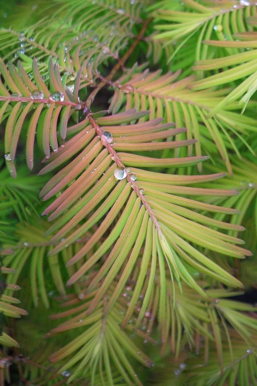 Soul Fire Golden Dawn Redwood Tree - 3 Gallon Pot 4 Soul Fire Golden Dawn Redwood Tree - 3 Gallon Pot - Image 4