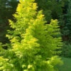 Soul Fire Golden Dawn Redwood Tree - 3 Gallon Pot