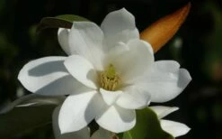 Fairy White Magnolia - 3 Gallon Pot 15 Fairy White Magnolia - 3 Gallon Pot -Wilson Bros Gardens michelia doltsopa fairy white magnolia 11